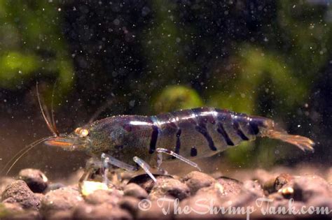 Blue Tiger Shrimp Aquarium | Blue Tiger Shrimp For Sale | Blue Tiger ...