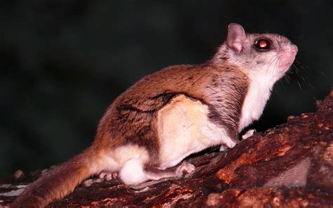 Southern Flying Squirrel - Glaucomys volans | Wildlife Journal Junior