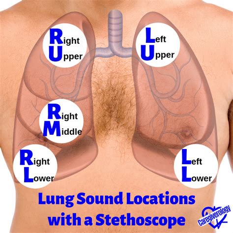 How to Use a Stethoscope - Caregiverology