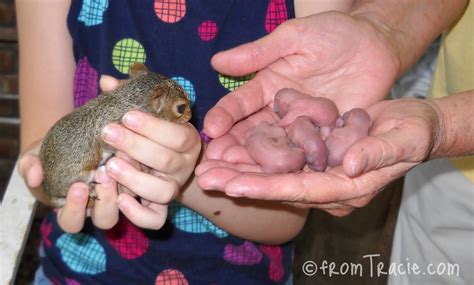 From Tracie: A Hat Full of Baby Squirrels