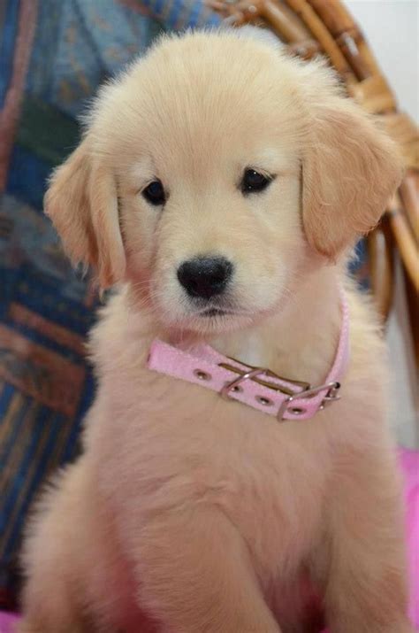 cute golden retriever puppy names 400+ memorable golden retriever names to celebrate your new ...