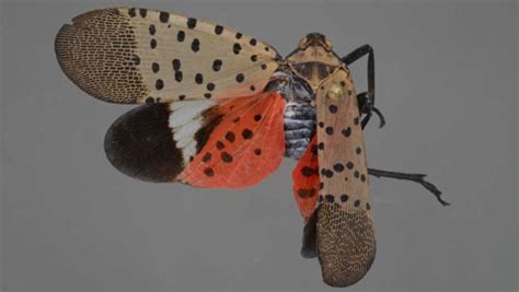 spotted lanternfly, Lycorma delicatula (White)