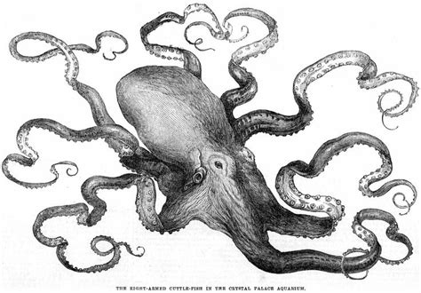 Classic octopus | Octopus illustration, Vintage octopus, Wood engraving