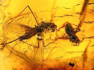 Insects In Amber Fossils ~ Amazing Facts