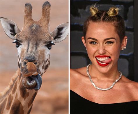 Celebrities That Look Like Animals