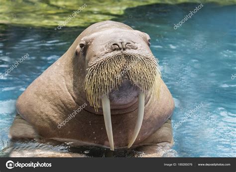 Close up face ivory walrus in deep sea water Stock Photo by ©khunaspix 189285076