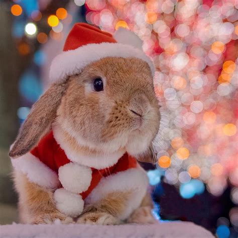 Rabbits, Bunny Christmas HD phone wallpaper | Pxfuel