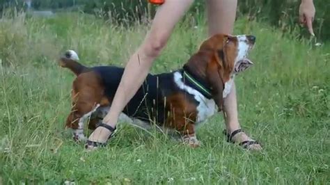 Training A Newly-Adopted Basset Hound