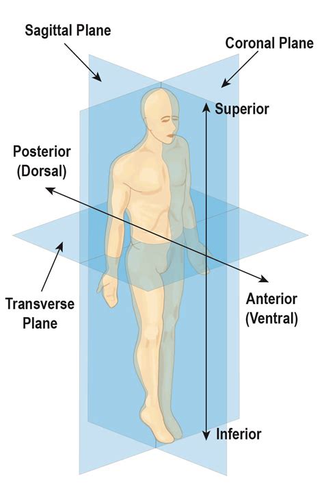 Body Terminology – NEHC Academy