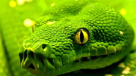 Snake 4K Ultra HD Wallpapers - Top Free Snake 4K Ultra HD Backgrounds ...