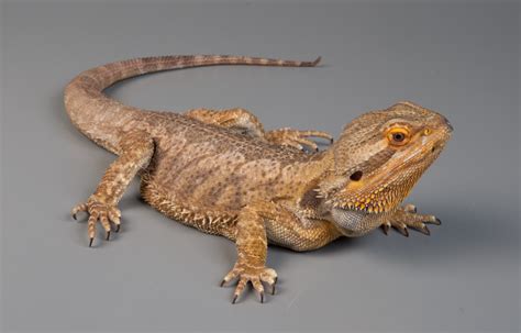 Bearded Dragon - Diet, Habitat, Info, Pictures, Facts, Care | Animals Adda