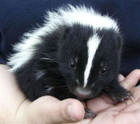 Baby Skunk Pictures | Baby skunks, Cute animal pictures, Animals beautiful