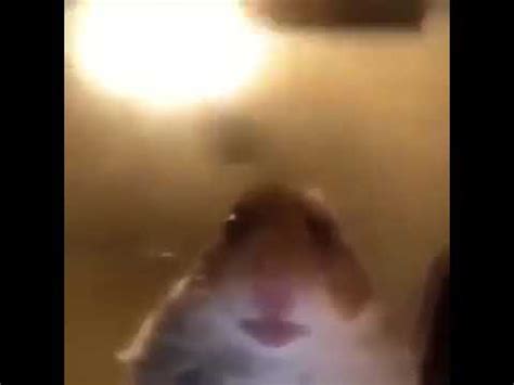 Hamster looking at the camera meme - YouTube