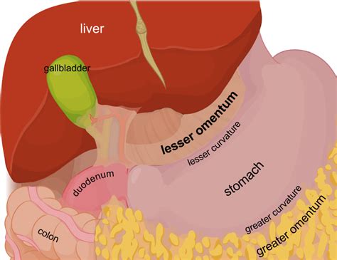 Lesser omentum EN - Greater omentum - Wikipedia in 2020 | Celiac artery, Preventative health ...