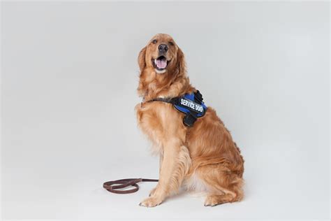 Golden Retriever Service Dog 5 | View this image on our site… | Flickr