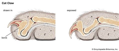 Claw | Structure, Function, Adaptation, & Facts | Britannica