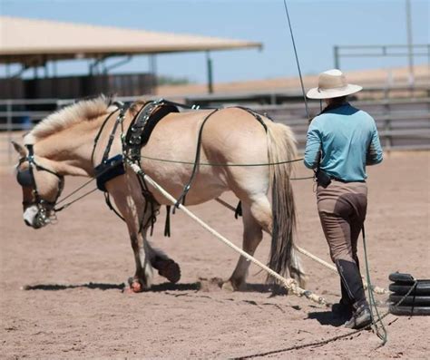 Equine Studies - Online Courses for Equestrians - Equine Academy