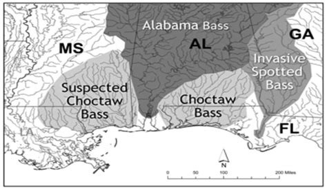 The Southeast's New Bass Species, and Where to Find It | OutdoorHub