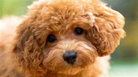 Maltipoo Dog Breed: Care, Training, and Adoption Tips