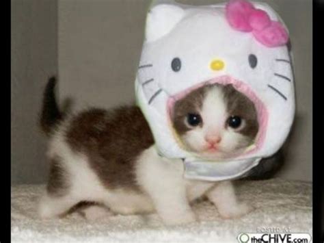 a small kitten wearing a hello kitty costume