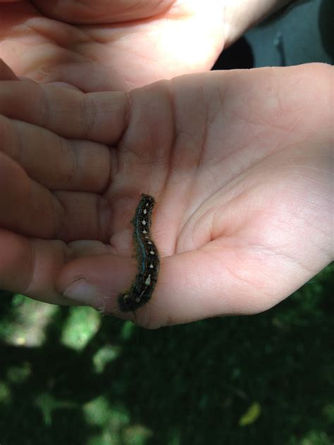 Are any caterpillars dangerous to hold? | The Children's Butterfly Site