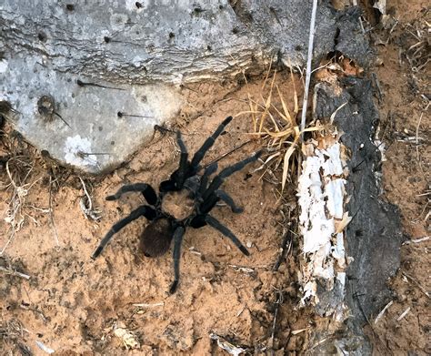 Texas Brown Tarantula - El Mesteño Ranch and Arboretum