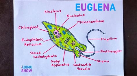 Pin on Drawing science diagrams