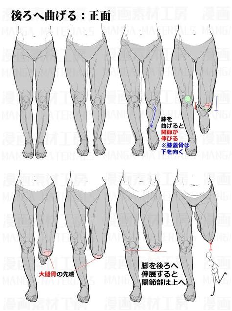 Pin on anatomy-tutorial