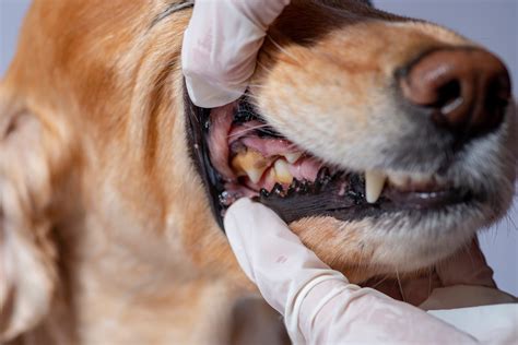 What Happens If Dogs Gum Disease Goes Untreated