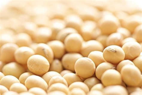 Lidea - Soybean: soybean varieties - Lidea Seeds