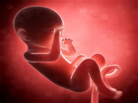 Fetal development week by week | Variety