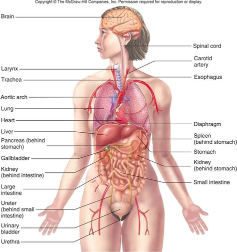 human anatomy에 대한 이미지 검색결과 | Human Anatomy | Pinterest