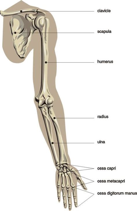 Arm Bone Names Diagram