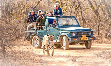 Safari In Ranthambore National Park - An Ultimate Guide