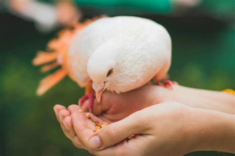 Close Up Photograph Of Person Feeding White Pigeon · Free Stock Photo