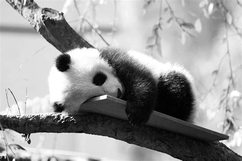 Blog da Pri: Pandas fofinhos