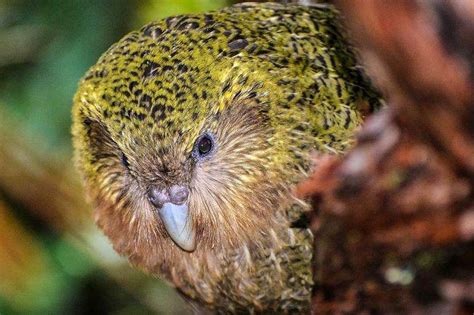 Rimu berry 'game changer' for Kakapo breeding