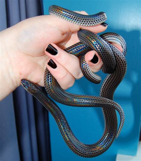 Pin by Ethan Mercier on Snakes | Rainbow snake, Snake, Cute reptiles