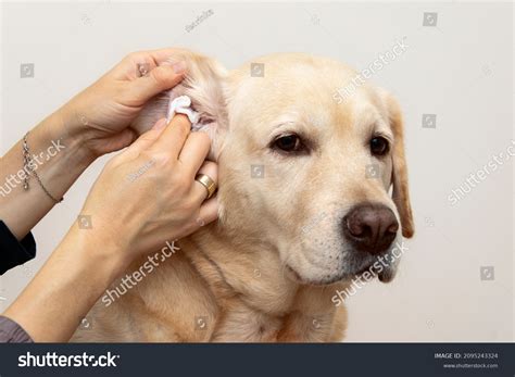 Ear Infection Dog Allergies Animals Stock Photo 2095243324 | Shutterstock