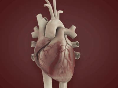 Dribbble - human-heartbeat.gif by Jamie Shields