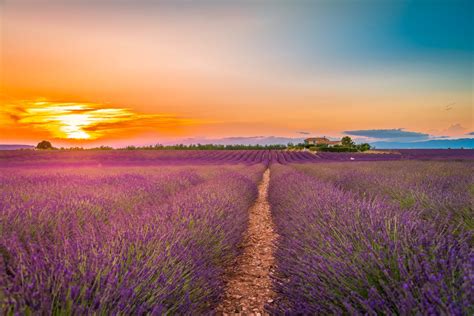 Lavender HD, Field, Sunset, Purple Flower, HD Wallpaper | Rare Gallery