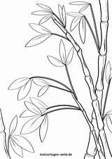 Bamboo Coloring Template Sketch Page sketch template