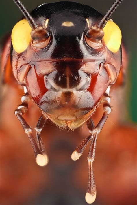 black cricket (Gryllus bimaculatus) | Insect photography, Cricket insect, Animals bugs