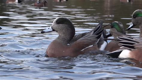 Widgeon Ducks - 09 - Stock Footage Video (100% Royalty-free) 8412832 | Shutterstock