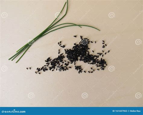 Chive seeds stock image. Image of schoenoprasum, allium - 161447965