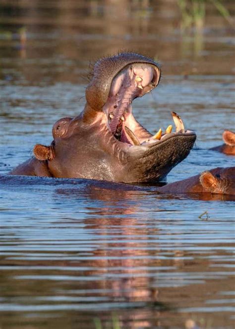 What Sound Does a Hippo Make? Guide to Hippo Noises, Roars, Mating Displays | Storyteller Travel