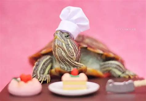 Red Eared Slider Turtle Diet - All You Need to Know - Reptileszilla