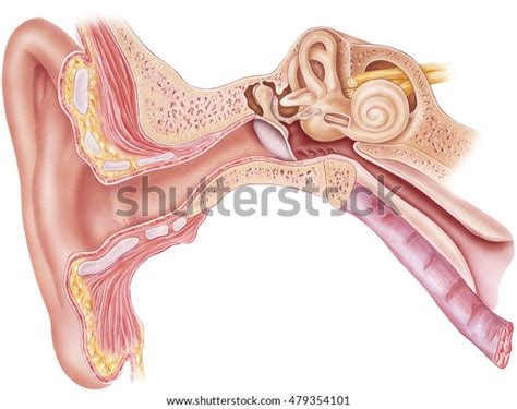 Ear Anatomy Frontal Section Through Right Stock Illustration 479354101