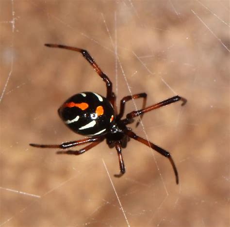 Latrodectus variolus? - Latrodectus variolus - BugGuide.Net