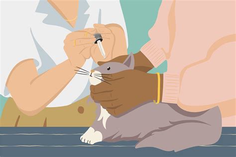 Why Your Cat Might Need Eye Drops and How to Administer Them (Without Losing a Hand) | Daily Paws